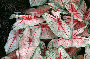 Picture of Caladium bicolor 'F.M. Joyner'