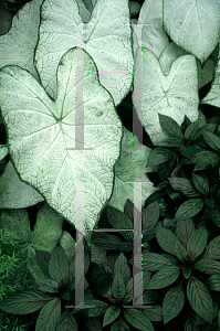 Picture of Caladium bicolor 