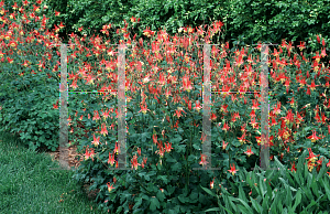 Picture of Aquilegia canadensis 