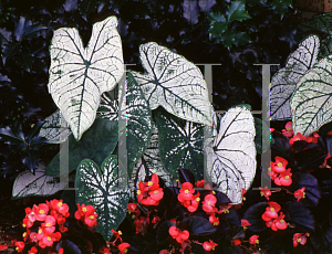 Picture of Caladium bicolor 'Candidum'