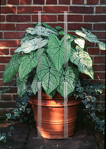 Picture of Caladium bicolor 