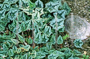 Picture of Cyclamen hederifolium 