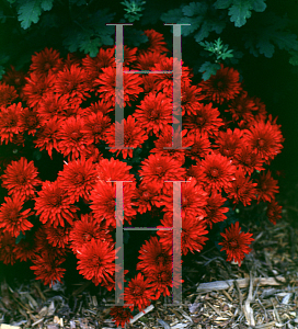 Picture of Chrysanthemum x 'Minnruby'
