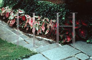 Picture of Caladium bicolor 