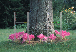 Picture of Colchicum speciosum 'The Giant'