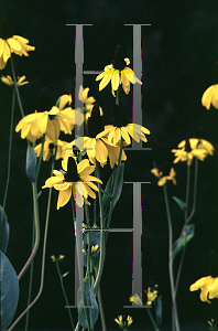 Picture of Rudbeckia maxima 