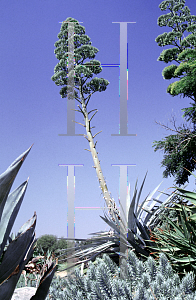 Picture of Agave americana 