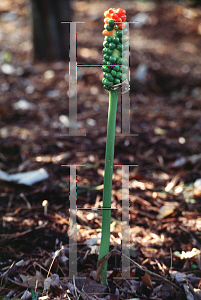 Picture of Arum italicum 