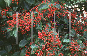 Picture of Viburnum dilatatum 