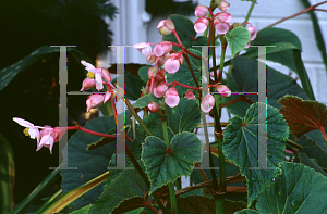 Picture of Begonia grandis ssp. evansiana 