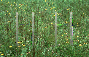 Picture of Rudbeckia hirta 