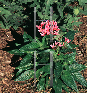 Picture of Pentas lanceolata 'New Look Pink'