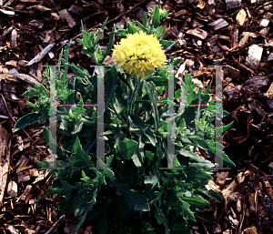 Picture of Gaillardia pulchella 'Yellow Plume'