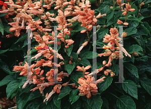 Picture of Salvia splendens 'Sizzler Salmon'