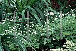 Picture of Galium odoratum 