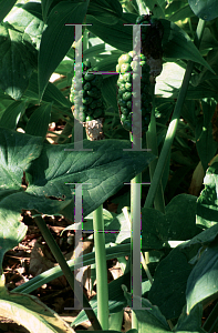 Picture of Arum italicum 