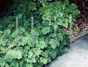 Picture of Tiarella wherryi 