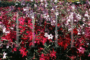 Picture of Nicotiana alata 'Nikki Mix'