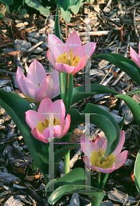 Picture of Tulipa bakeri 'Lilac Wonder'