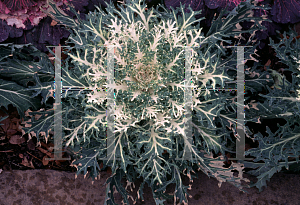 Picture of Brassica oleracea (Acephala Group) 'White Peacock'