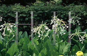 Picture of Nicotiana sylvestris 