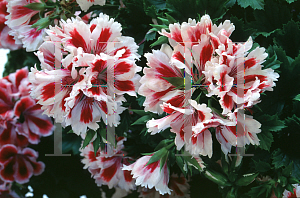 Picture of Pelargonium x domesticum 'Aztec'