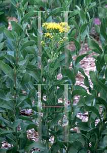 Picture of Solidago rigida 