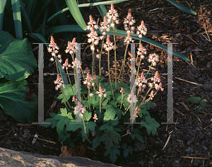 Picture of Tiarella cordifolia 'Oakleaf'