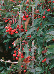 Picture of Photinia davidiana 