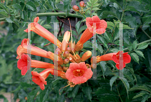 Picture of Campsis radicans 