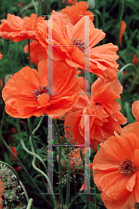 Picture of Papaver orientale 