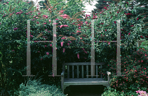 Picture of Buddleia davidii 'Pink Delight'