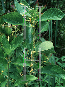 Picture of Cuscuta granovii 