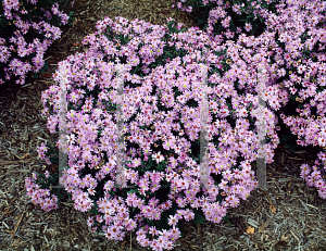 Picture of Symphyotrichum novi-belgii 'Prof. Anton Kippenberg'