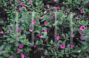 Picture of Petunia integrifolia var. integrifolia 