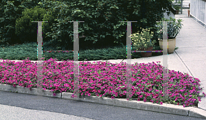 Picture of Petunia x hybrida 'Purple Wave'