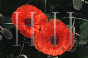 Picture of Papaver orientale 