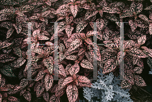 Picture of Hypoestes phyllostachya 'Confetti Red'
