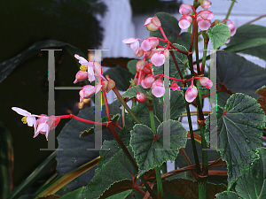 Picture of Begonia grandis ssp. evansiana 