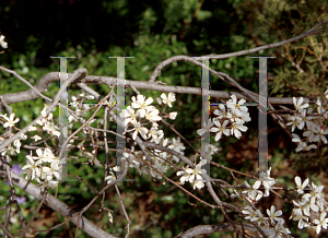 Picture of Amelanchier x 