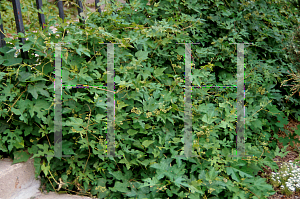 Picture of Ampelopsis brevipedunculata 