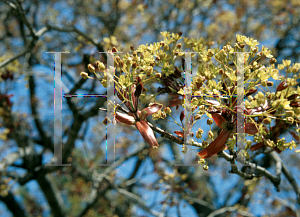 Picture of Acer platanoides 'Crimson King'