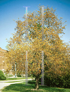 Picture of Acer platanoides 'Crimson King'