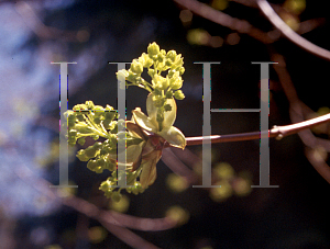 Picture of Acer platanoides 