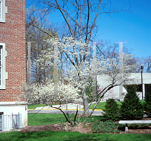 Picture of Amelanchier arborea 