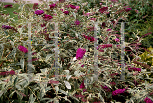 Picture of Buddleia davidii 'Harlequin'