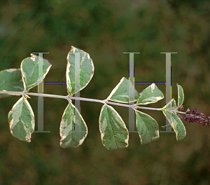 Picture of Buddleia davidii 'Harlequin'