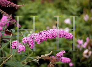 Picture of Buddleia davidii 'Orchid Beauty'
