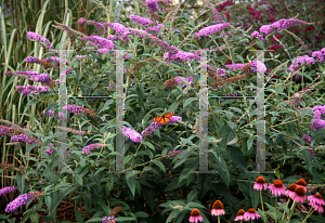 Picture of Buddleia davidii 'Orchid Beauty'