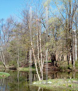 Picture of Betula nigra 